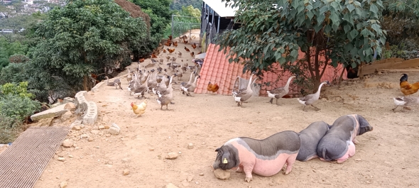 浮山岭深山土猪肉